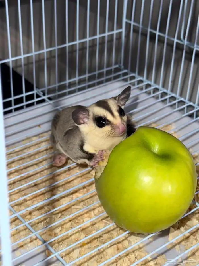 السنجاب الطائر (ذكر) مع ملحقاتة 3