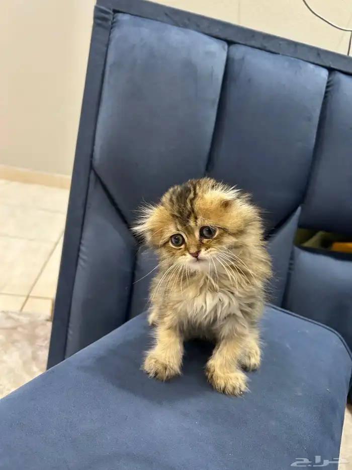 قط سكوتش فولد لونق هير 3