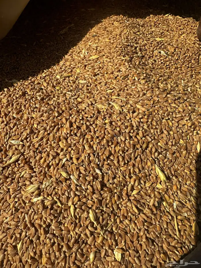 قمح انتاج 2025 1