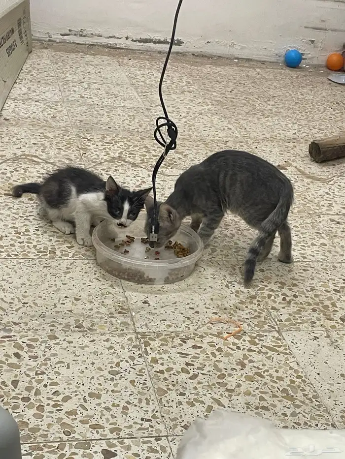 الى اهل القلوب الرحيمة عندي قطوتين تحتاج مكان مناسب 0