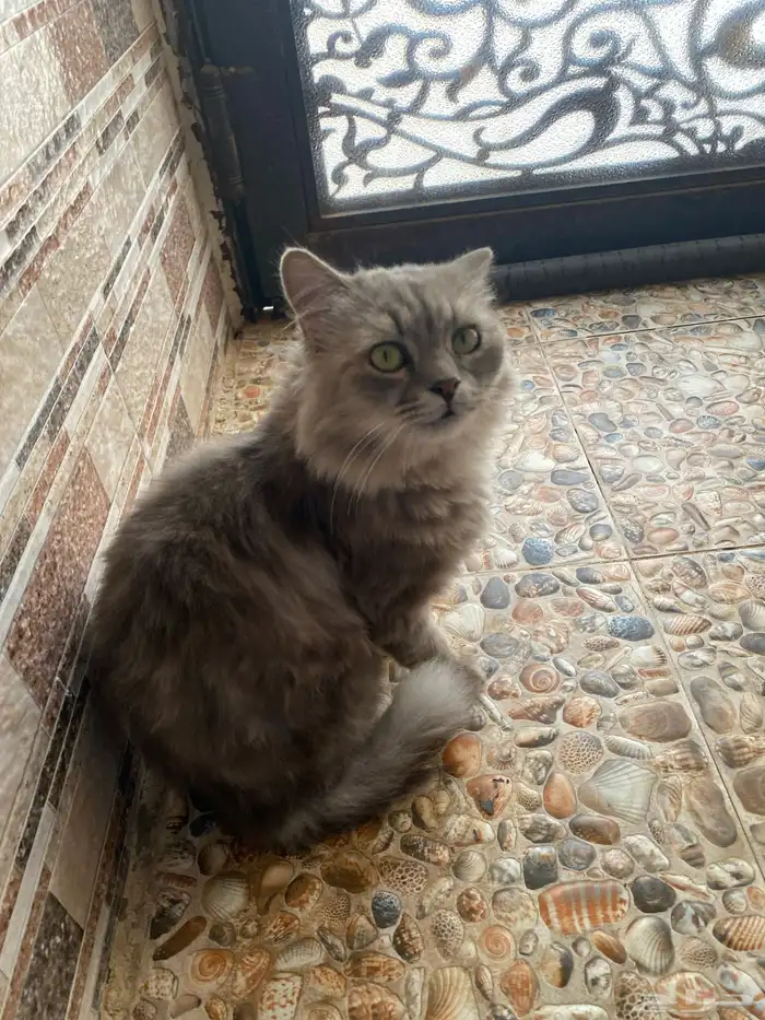 قطه للبيع بصحه جيده جدا ( السعر 600 ) 0