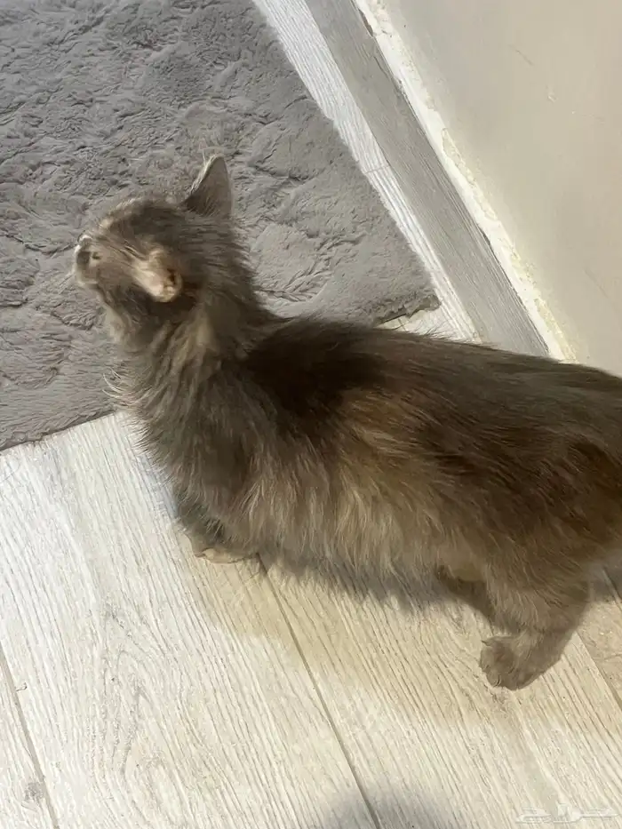 قطط كتن شيرازي 1