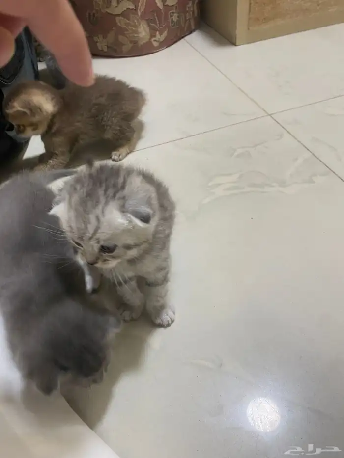 كيتن قطط للبيع 4