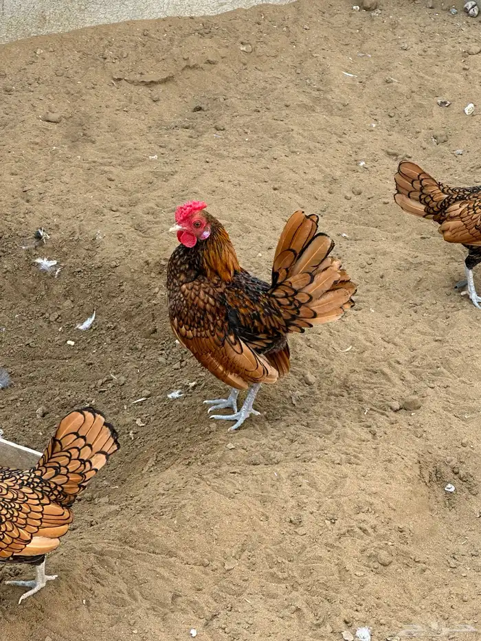 ديك سبرايت 4