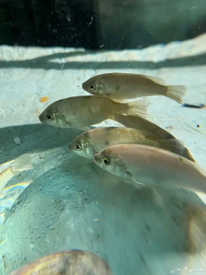 سمك سيكلد افريقي 3