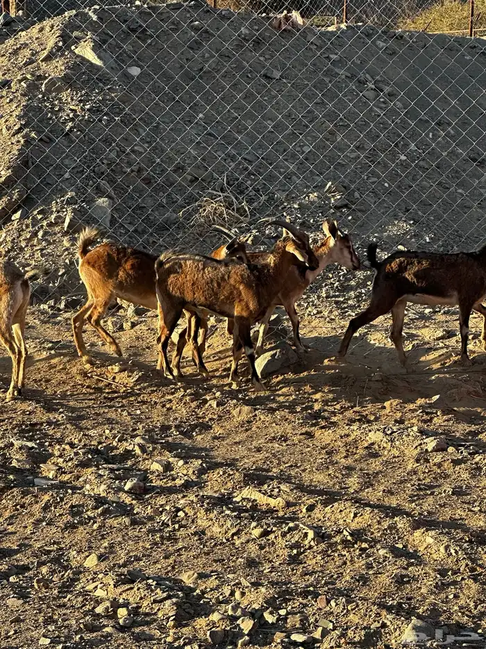 8 معزا هجين وعل 4