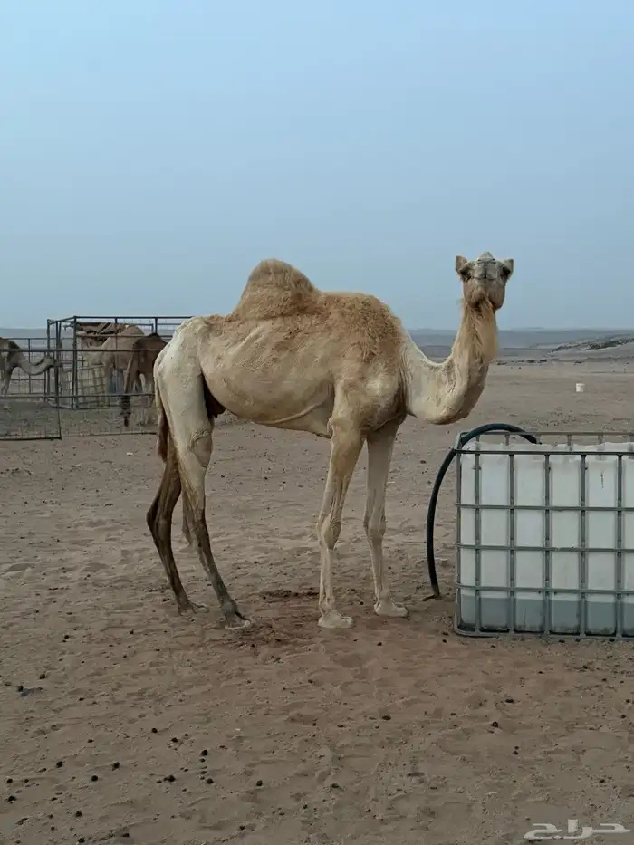 فاطر بنت الطويل للبيع 0