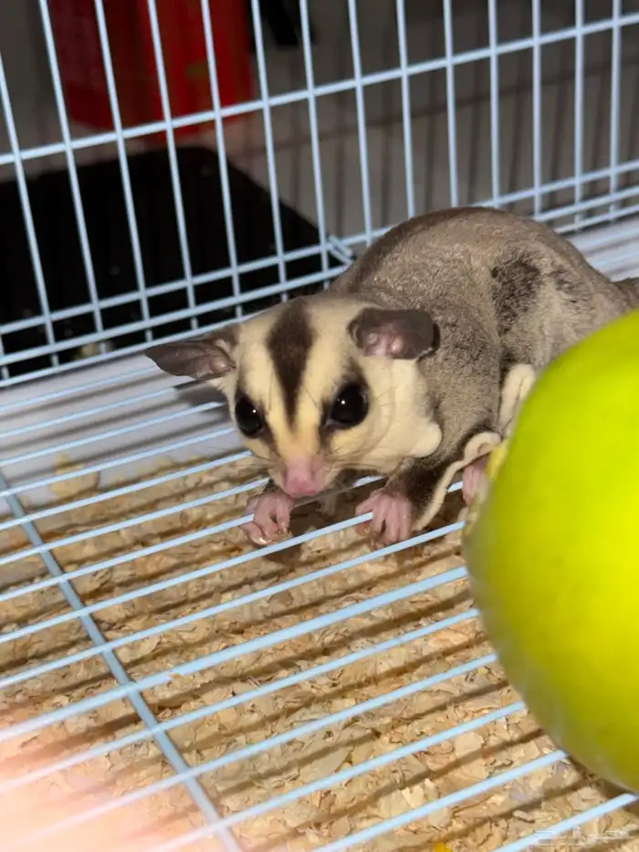 السنجاب الطائر (ذكر) مع ملحقاتة 2