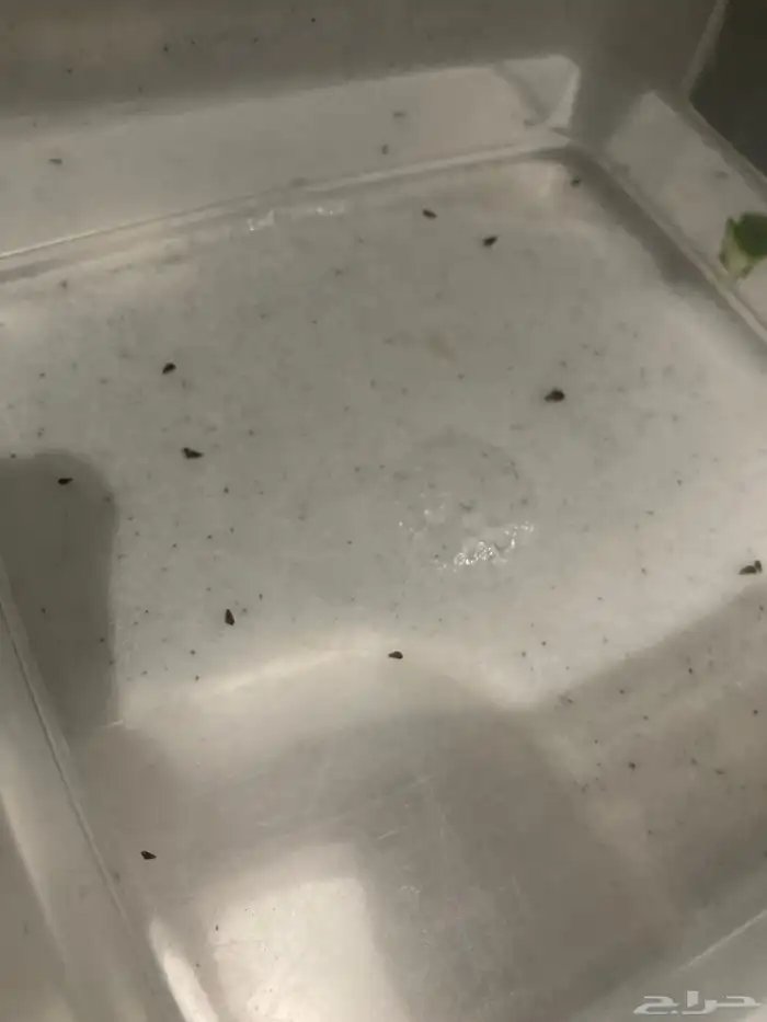 حلزون ترمبت ورامشون 2