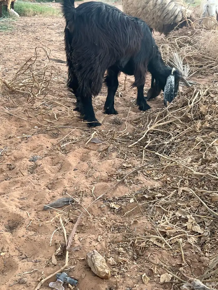 تبس فحل عارضي 4