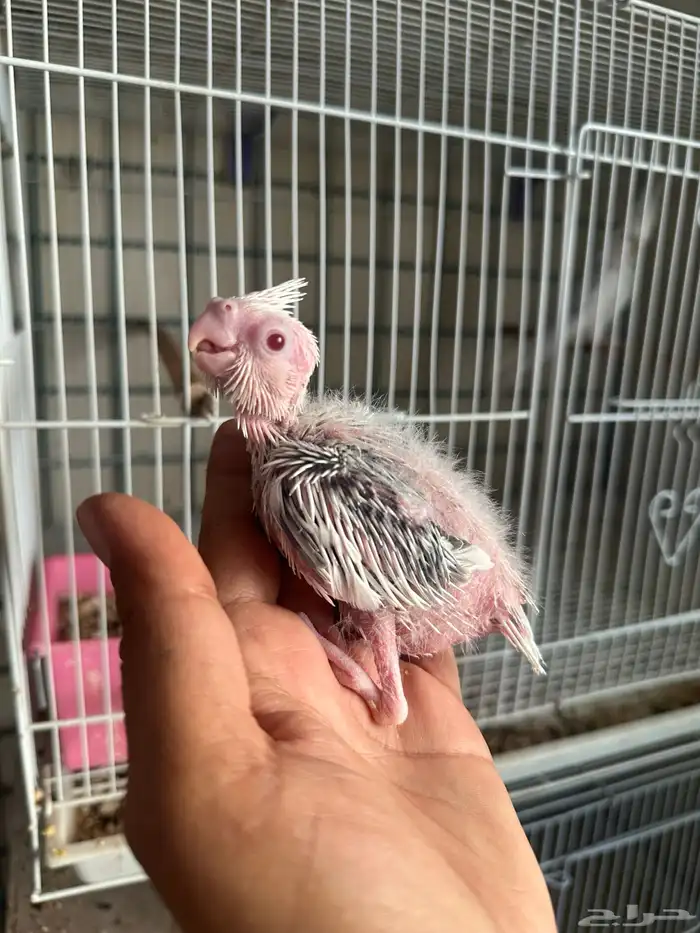 فروخ كروان رسيسف عيون حمر 0