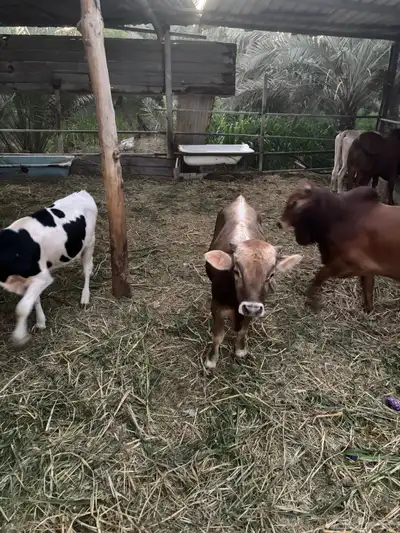 عجول  الماني و جرسي و بربر index