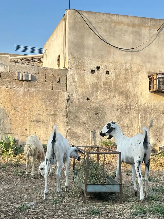جفار بيشي 0