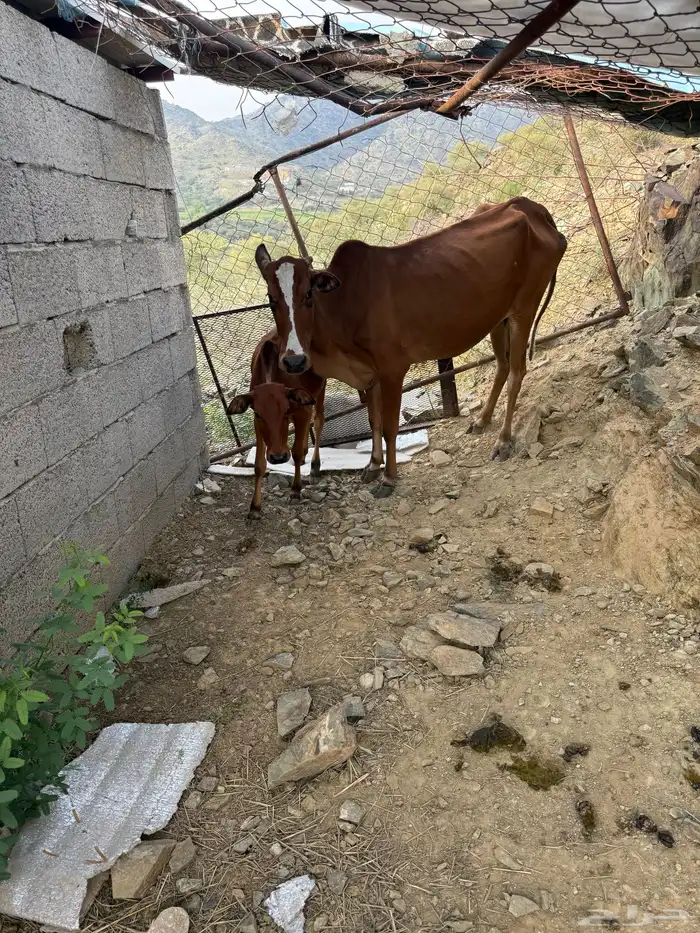 ثلاث بقر ثنتين تحته إناثي واحده دافع كلها سدسان 4