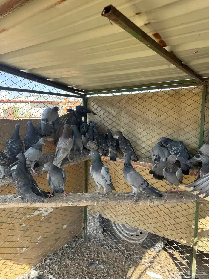 حمام سوادي 1