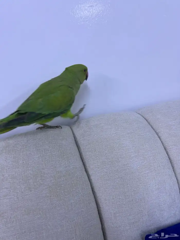 للبيع دره هندي350 1