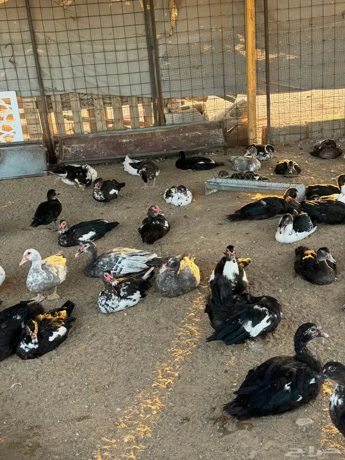 للبيع بط بح عشه كامله 1