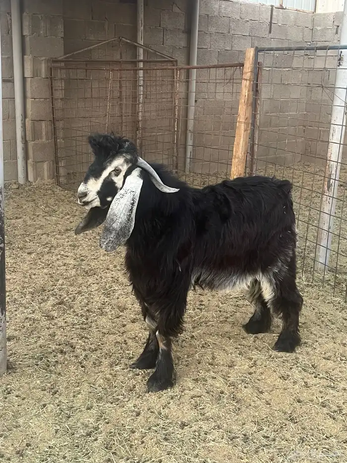 تيس ثني فحل 0