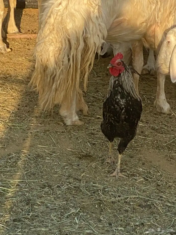 ديكه نوادر 1