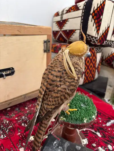 لبيع بأشق يهد عل جرابيع و حمام وعصافير وينقز ويوجد تصوير index