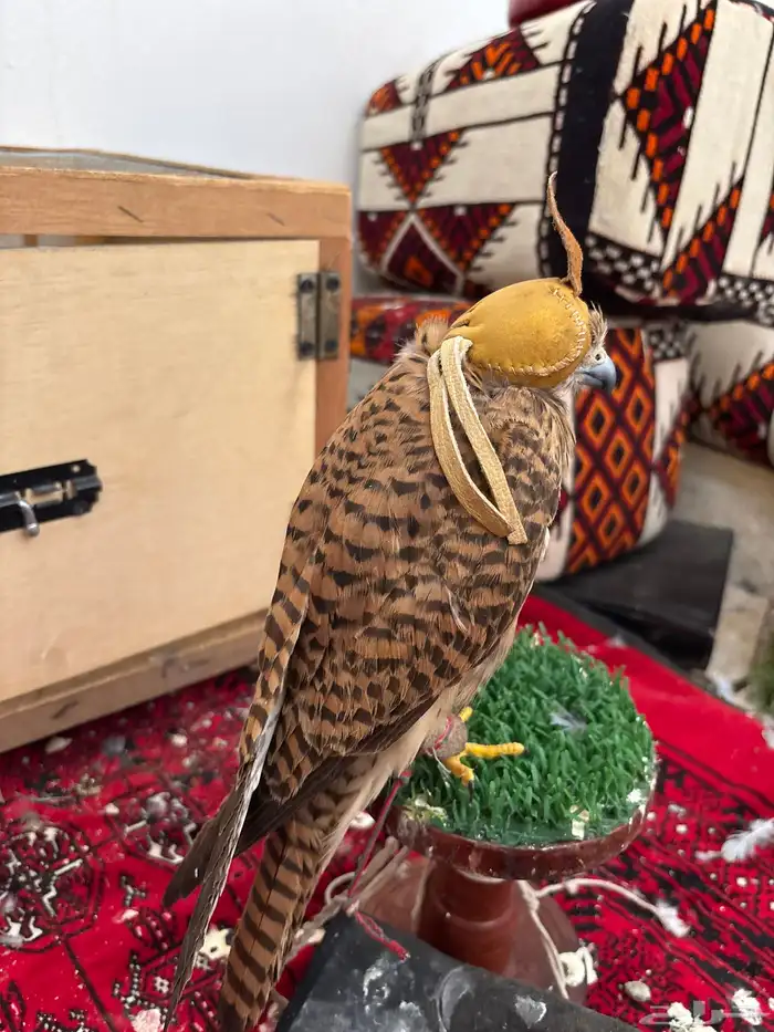 لبيع بأشق يهد عل جرابيع و حمام وعصافير وينقز ويوجد تصوير 1