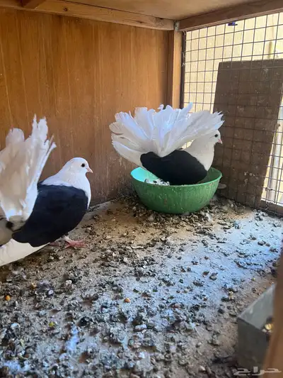 حمام زينه ( تم البيع ) index