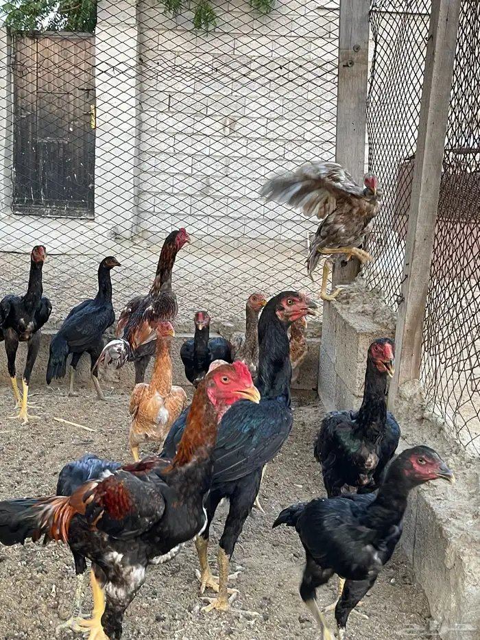 دجاج سندي بيور 1