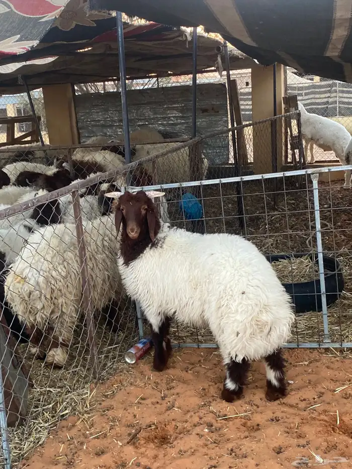 خروف نعيمي 0