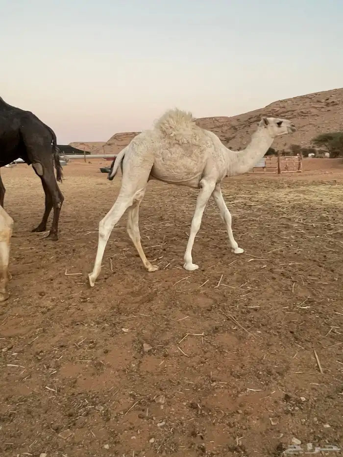 قعود بري لباني يرضع امه 0