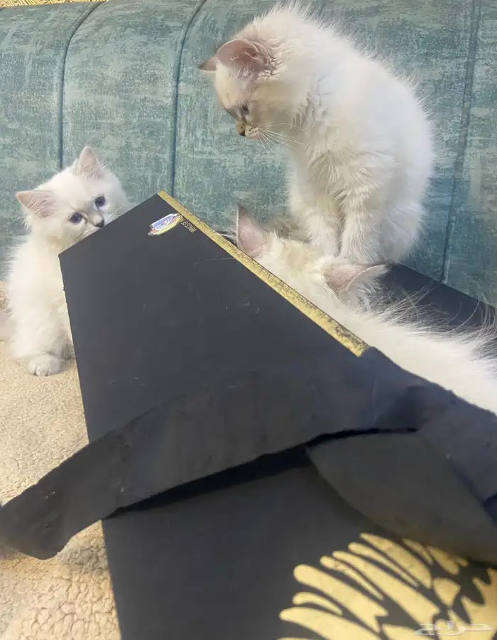 قطط كيتن للبيع المدينة المنورة 11