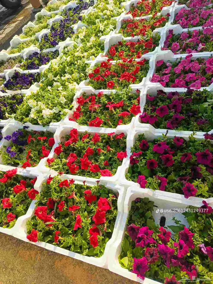 تيل طبيعي عشب طبيعي زرع طبيعي 4