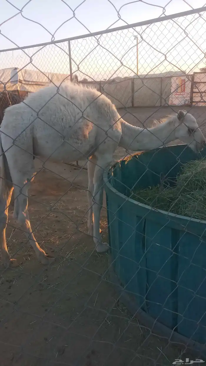 قعود أوضح للبيع عمره ثلاث شهور 0