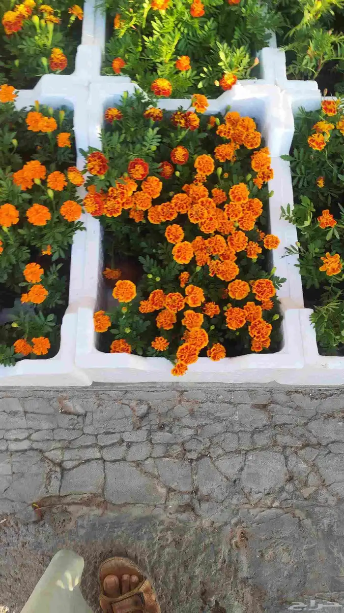 تصميم حديقة 8