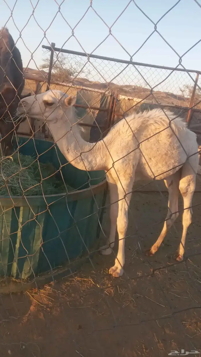 قعود أوضح للبيع عمره ثلاث شهور 1