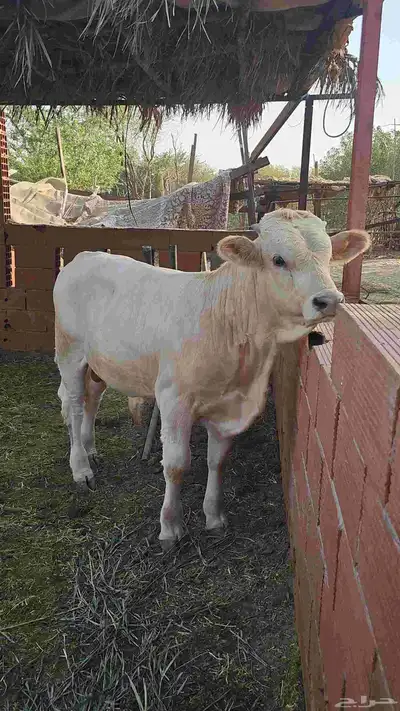 مراح بقر ألمانيات نوادر للبيع index