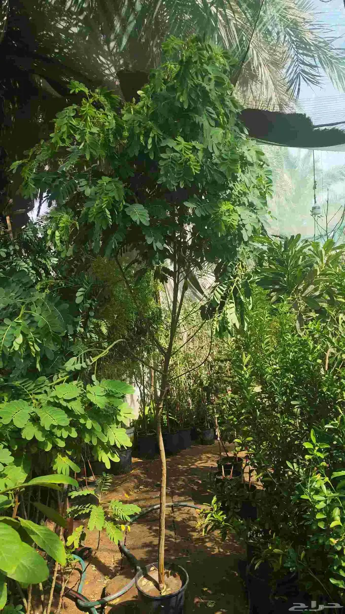 تصميم حديقة 7