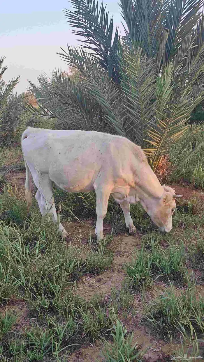 مراح بقر ألمانيات نوادر للبيع 7