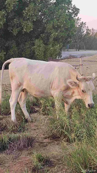 مراح بقر ألمانيات نوادر للبيع index