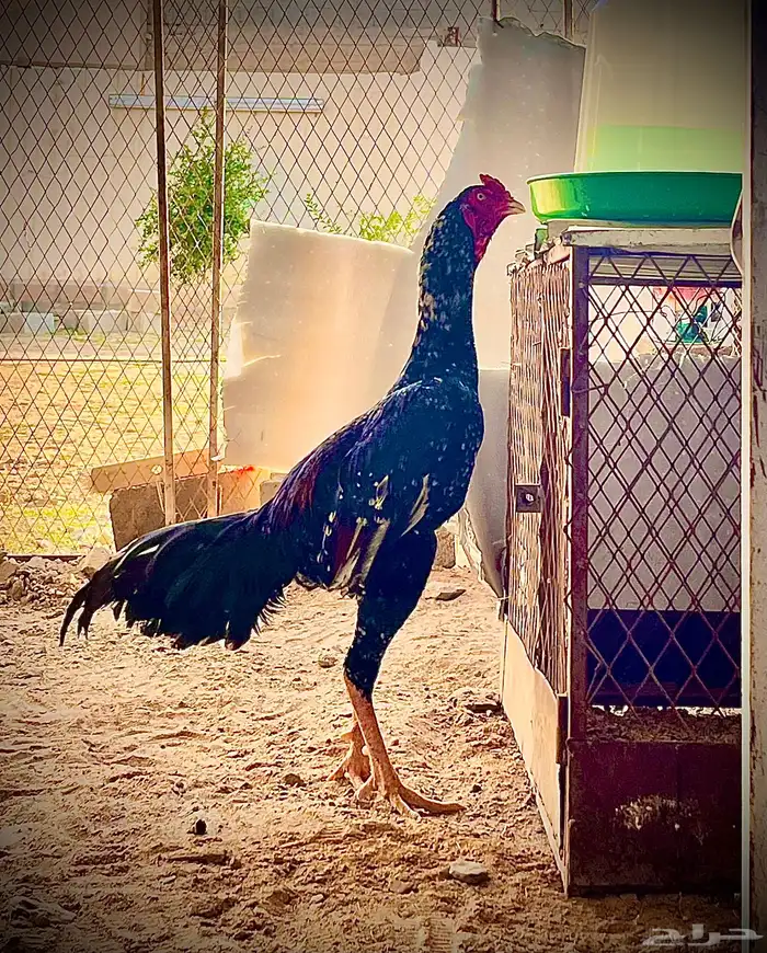 زوج سندي بطل 5