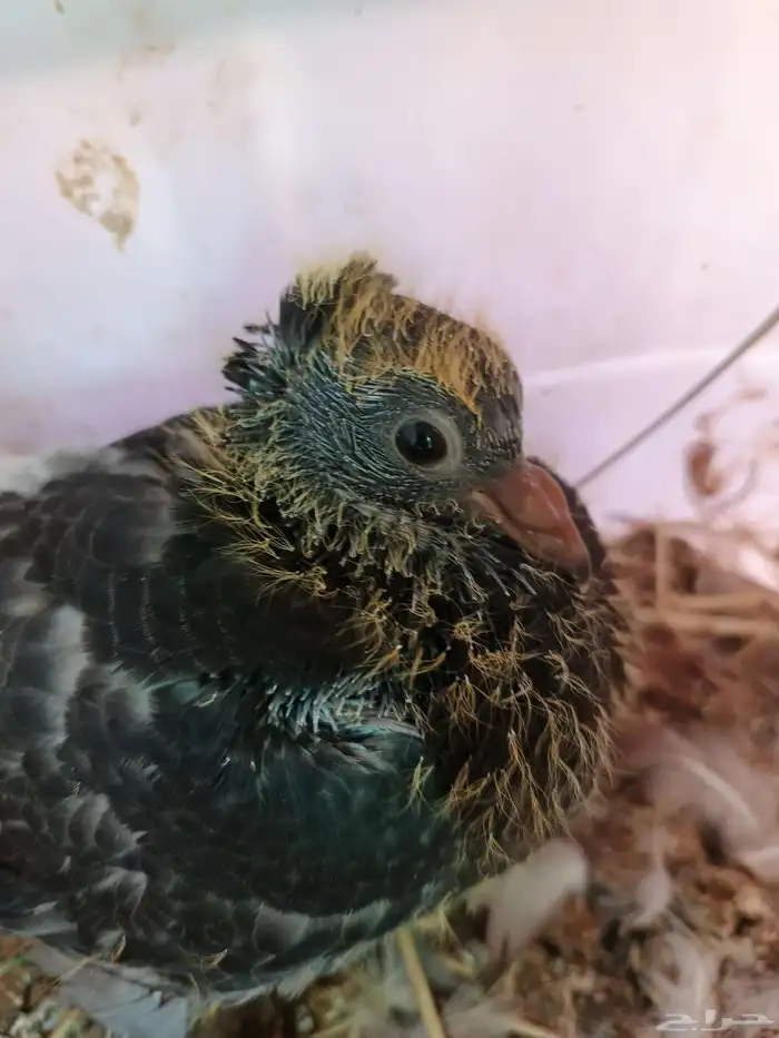 زغاليل فرنسي وزاجل 0