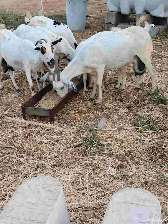 أربع روس ماعز مناتيج يتبعها أربع تيوس وعناق 1