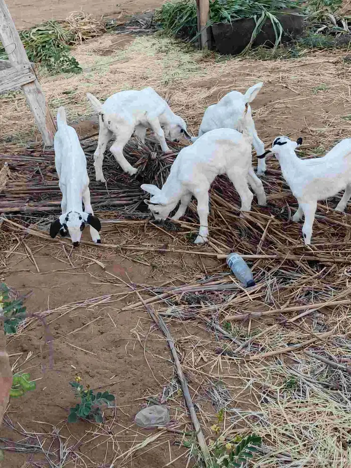 أربع روس ماعز مناتيج يتبعها أربع تيوس وعناق 0