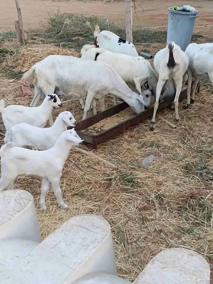 أربع روس ماعز مناتيج يتبعها أربع تيوس وعناق 2