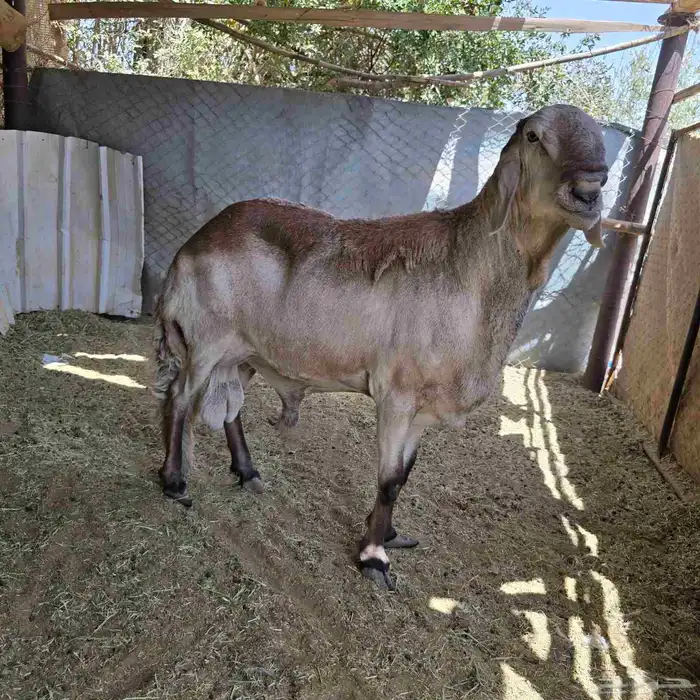 خروف رباع للبيع بدون شرط 0