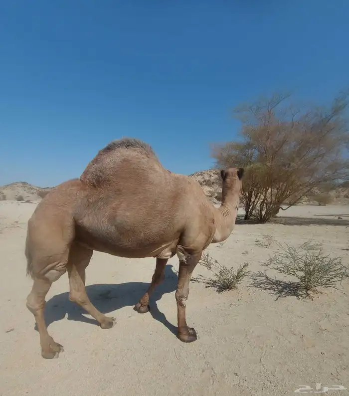 بعير على جميع الشروط مع أنتاجه 0