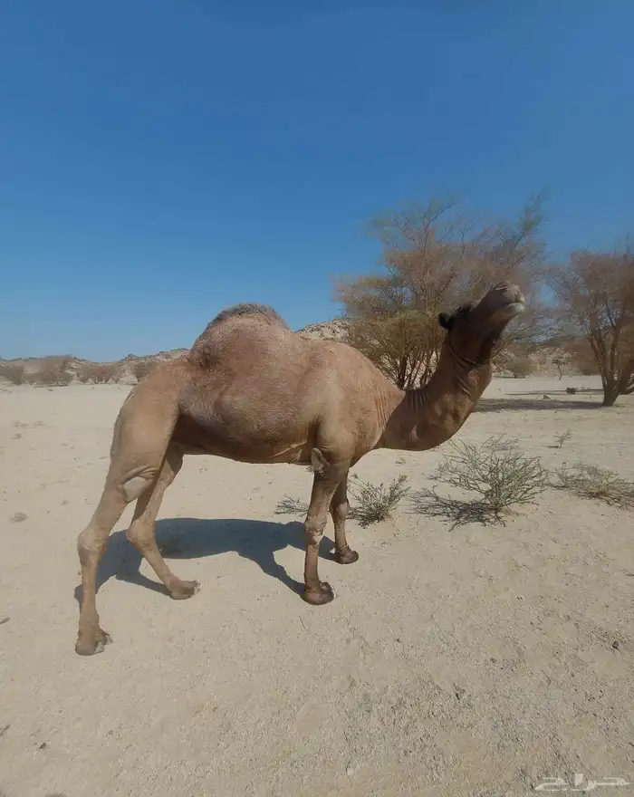 بعير على جميع الشروط مع أنتاجه 3