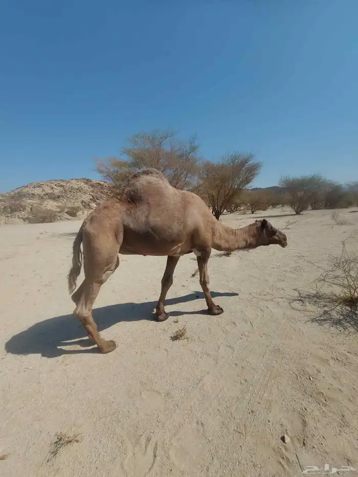 بعير على جميع الشروط مع أنتاجه 1