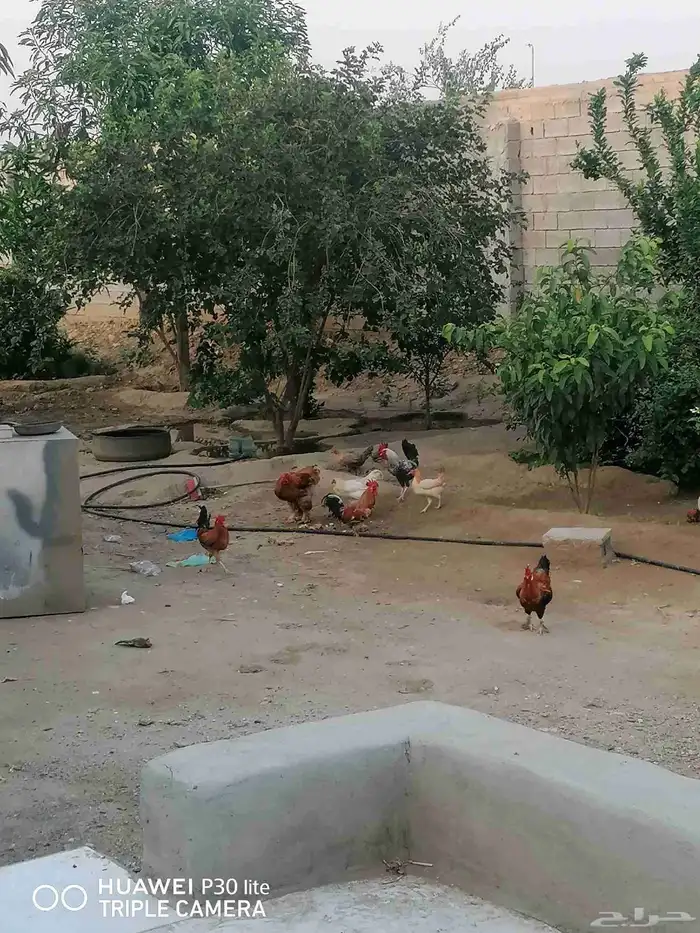 الدجاج للبيع 6