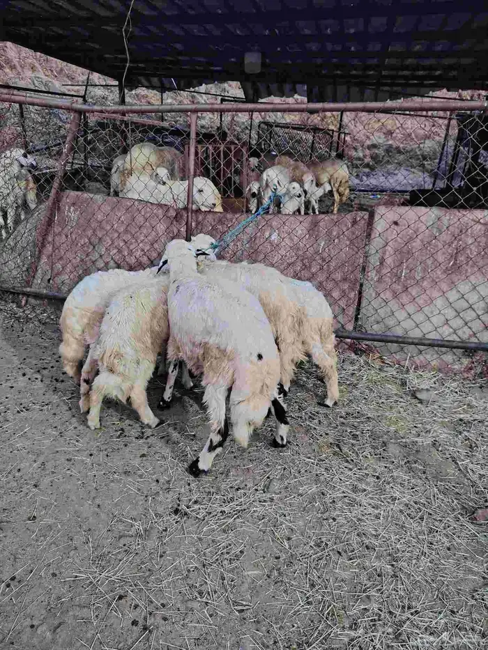 خرفان ذبحه العمر اربع شهور ثلاثه شهور تقريبا 1