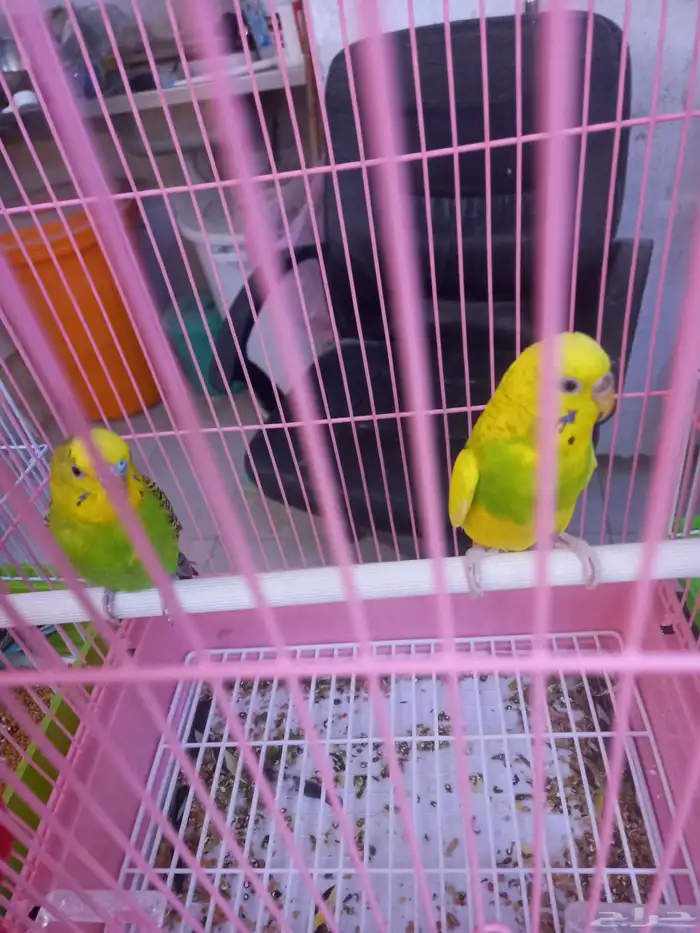 أربعة أزواج بادجي..منتجه..فخمه 1